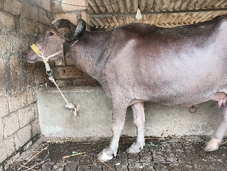 ભેંશ વેચવાની છે