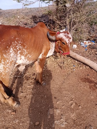 બળદ વેચવાનો છે