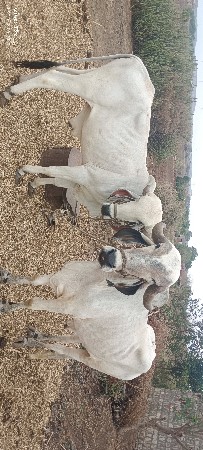 બળદ વેચવાના સે