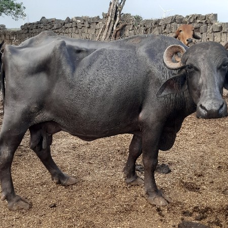 ભેસ