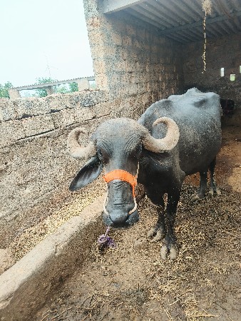 ખડેલી વેચવાની છે 3.5 વર્ષ ની