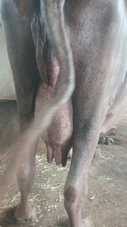 ભેસ વેસવાની છે