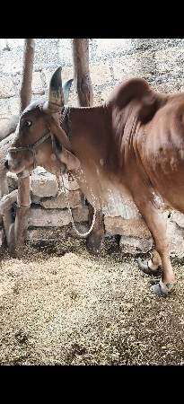 ગાય વેચવાની છે ત્રીજું વેતર
