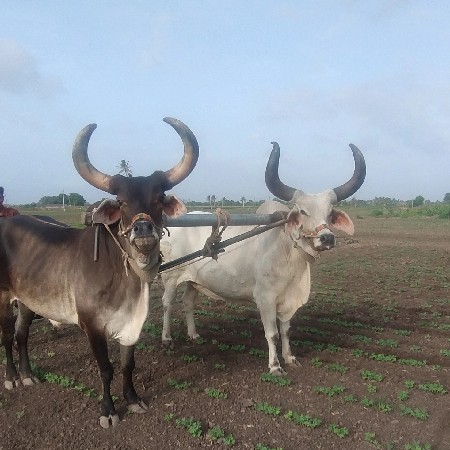 બળદ વેચવાના સે