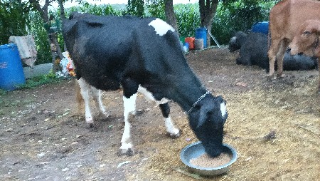 એસ એફ ગાય વેસવાનીછે