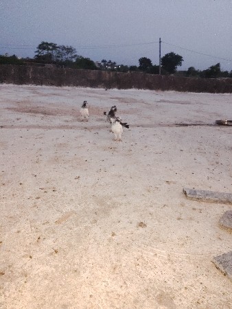 kabutar