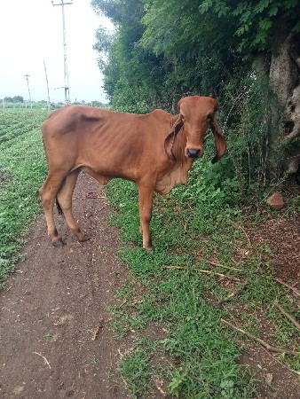 ગીર