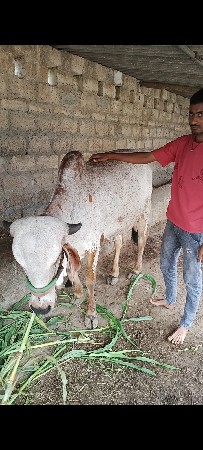 10 દિવસ કાચી છે