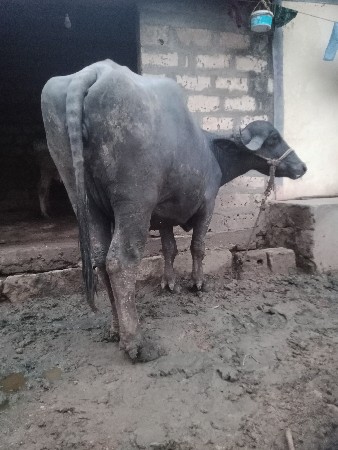 ભેંસ વેચવાની છે