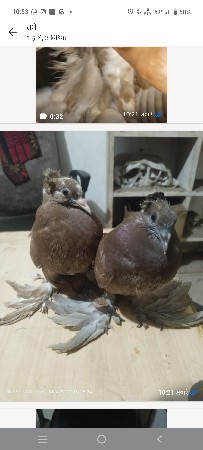 ફુલ મોજા ચોટી