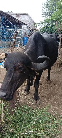 વેચવાની છે