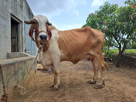 ગાય વેચવાની છે