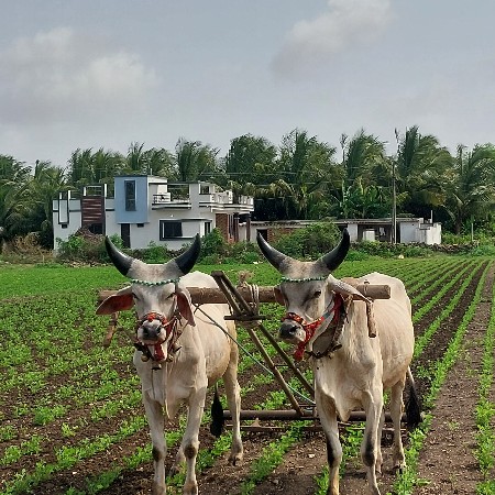 ગૉધલા દેવાના છે