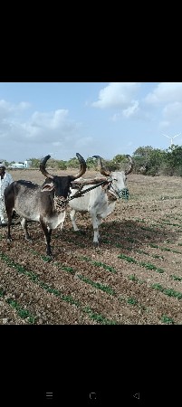 બળદ વેચવાના છે