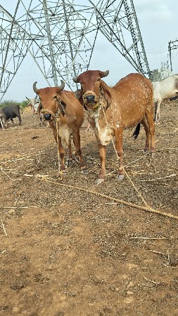 બે વોડકા