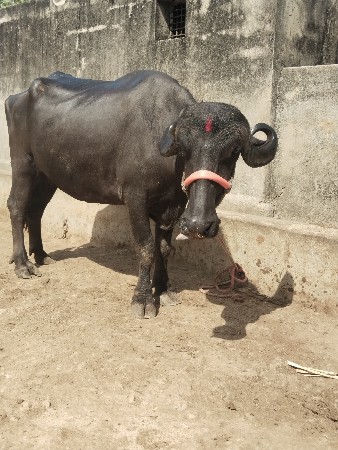 ખડેલી વેચવાની છે