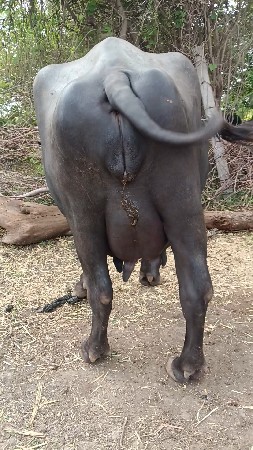 ભેંસ