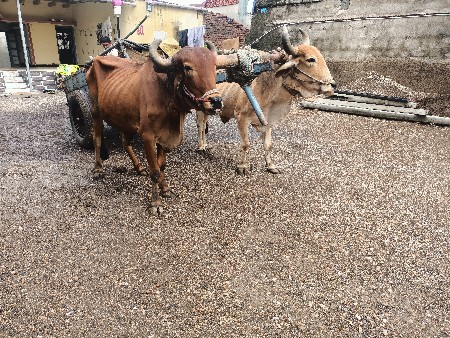 બળદ વેચવાના છે