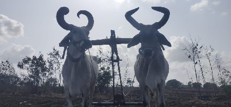 બળદ વેચવાના છે
