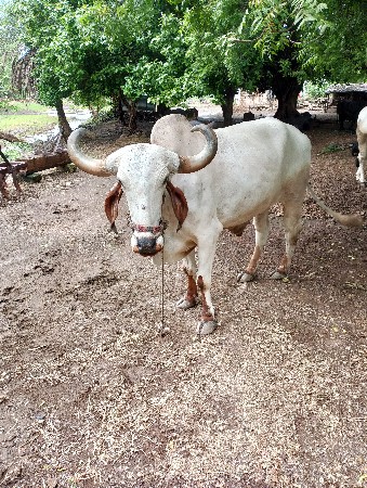 બળદ વેચવા ના સે...
