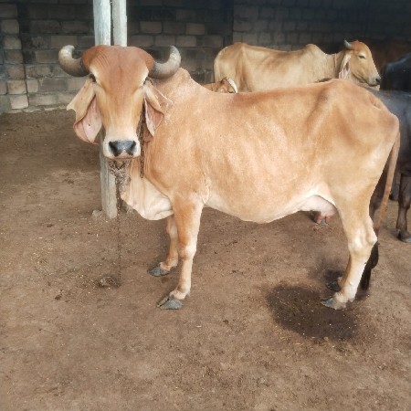 તાજી વીયાણી છે