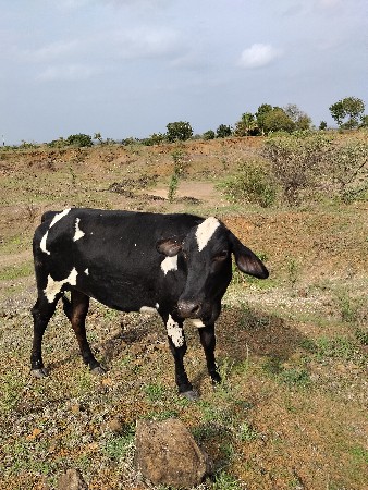 4 vachadiyu che