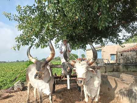 બલદ વેસવાનાસે