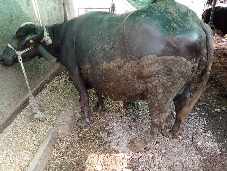 વેતર. 3