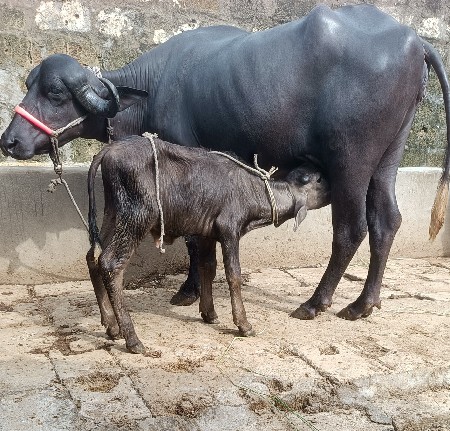 ખડૅલી વૅચવાની છૅ