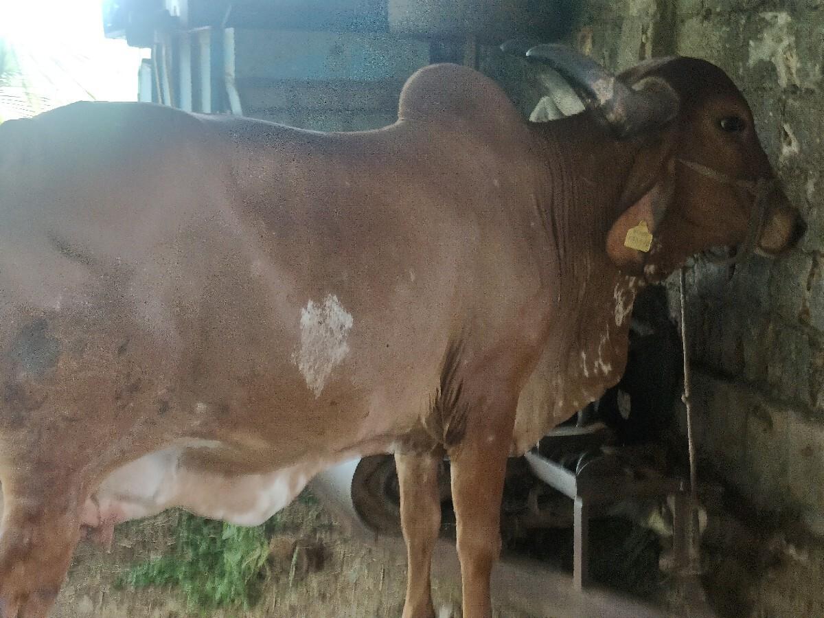 આ ગાય વેસવાની છે