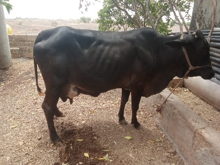 3 વેતર  વ્યાસે    8 લીટર દૂધ.