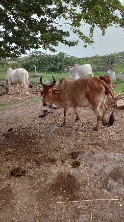 ગાય વેચવા ની છે