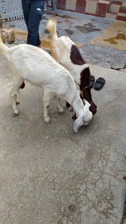 be bakri se