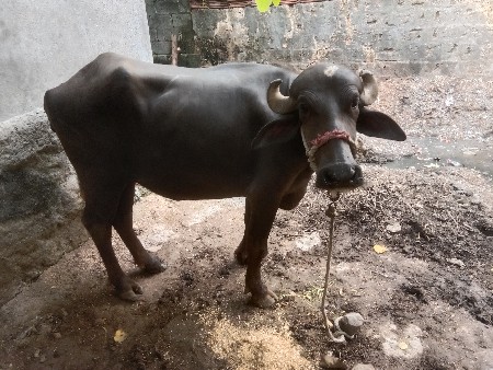 ખડેલી વેચવાની છે