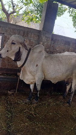 ગાય