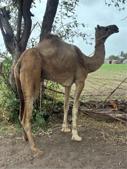સાધડી છે
