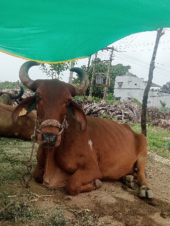 બળદ વેચવાના છે