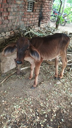 જરસી ગાય
