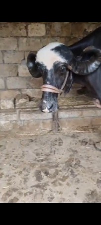 ભેસ વેચવાની છે