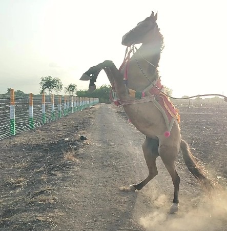 ઘોડી સૈ 5 મહીનો સલુ સૈ