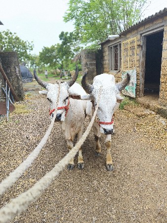 ગોધલા વેસવાના છે