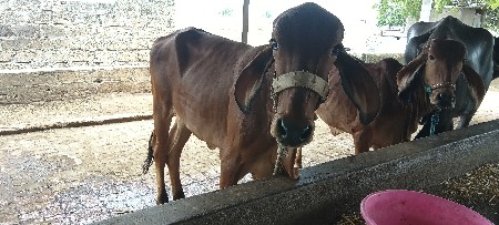વાછડિ વેચવાની છે