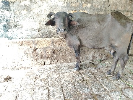 2 ભેસુ વેચવાની સે