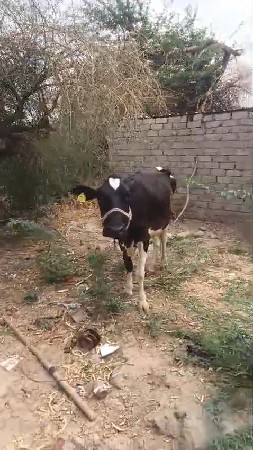 બંને વાછરડી છે