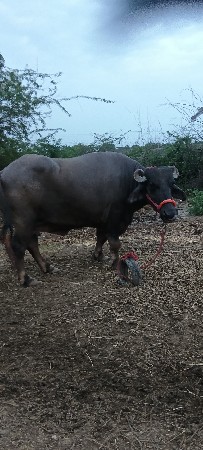 ફેસ વેચવાની છે બીજું વેધર