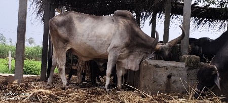 વેચવાનો સે બળદ