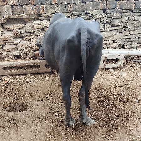 ભેંસ વેચવાની છે