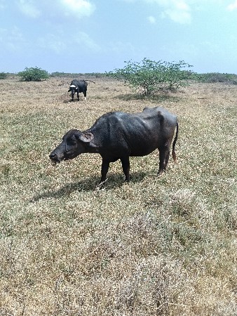 ભેંસ વેચવાની છે