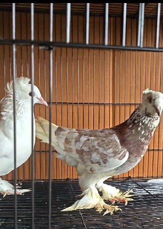 ફેન્સી કબૂતર