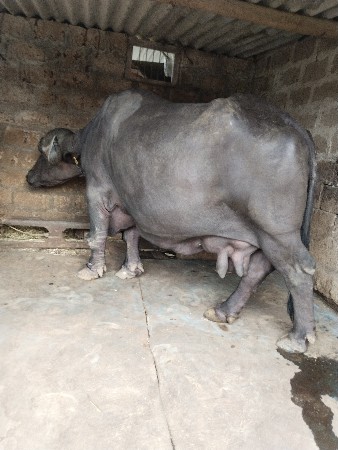 ગીર જાફરાબાદી ભેંસ વેચવાની છે